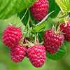 Raspberry Lowberry Little Sweet Sister Raspberry Lowberry Little Sweet Sister