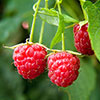 Raspberry Lowberry Little Sweet Sister Raspberry Lowberry Little Sweet Sister