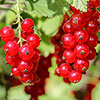 Redcurrant Jonkheer van Tets Redcurrant Jonkheer van Tets