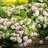 Rhododendron Bloombux Light Pink