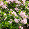 Rhododendron Bloombux Light Pink