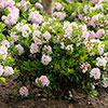 Rhododendron Bloombux Light Pink