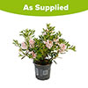 Rhododendron Bloombux Light Pink