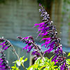 Salvia Amistad Salvia Amistad