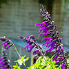 Salvia Amistad Salvia Amistad