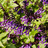 Salvia Amistad Salvia Amistad