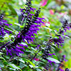 Salvia Amistad Salvia Amistad