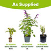 Salvia Amistad Salvia Amistad