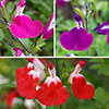 Salvia Lips Collection