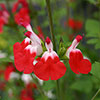Salvia Lips Collection