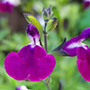 Salvia Lips Collection