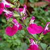 Salvia Lips Collection