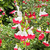 Salvia Lips Collection