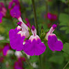 Salvia Lips Collection