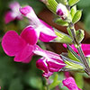 Salvia Lips Collection