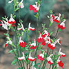 Salvia Lips Collection