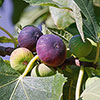 Sicilian Fig Mini Standard Sicilian Fig Mini Standard