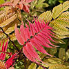 Sorbaria Crimson Feathers Sorbaria Crimson Feathers