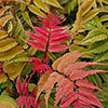 Sorbaria Crimson Feathers Sorbaria Crimson Feathers