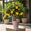 Large Sicilian Lemon Trees Large Sicilian Lemon Trees