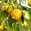 Large Sicilian Lemon Trees Large Sicilian Lemon Trees