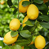 Large Sicilian Lemon Trees Large Sicilian Lemon Trees