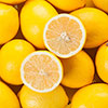 Large Sicilian Lemon Trees Large Sicilian Lemon Trees