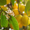 Large Sicilian Lemon Trees Large Sicilian Lemon Trees