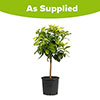 Large Sicilian Lemon Trees Large Sicilian Lemon Trees
