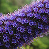 Echium Pride of Madeira Echium Pride of Madeira