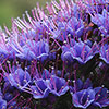 Echium Pride of Madeira Echium Pride of Madeira