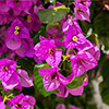 Bougainvillea Bush