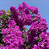 Bougainvillea Bush