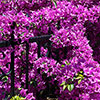 Bougainvillea Bush
