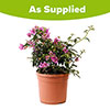 Bougainvillea Bush