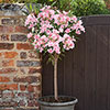 Standard Flowering Oleander Shades of Pink Standard Flowering Oleander Shades of Pink