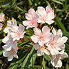 Standard Flowering Oleander Shades of Pink Standard Flowering Oleander Shades of Pink
