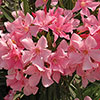 Standard Flowering Oleander Shades of Pink Standard Flowering Oleander Shades of Pink