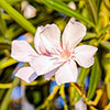 Standard Flowering Oleander Shades of Pink Standard Flowering Oleander Shades of Pink