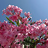 Standard Flowering Oleander Shades of Pink Standard Flowering Oleander Shades of Pink
