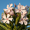 Standard Flowering Oleander Shades of Pink Standard Flowering Oleander Shades of Pink