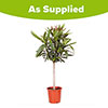 Standard Flowering Oleander Shades of Pink Standard Flowering Oleander Shades of Pink
