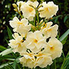 Standard Flowering Oleander Yellow Luteum Plenum Standard Flowering Oleander Yellow Luteum Plenum
