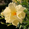 Standard Flowering Oleander Yellow Luteum Plenum Standard Flowering Oleander Yellow Luteum Plenum