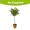 Standard Flowering Oleander Yellow Luteum Plenum Standard Flowering Oleander Yellow Luteum Plenum