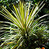Cordyline Torbay Dazzler