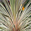 Cordyline Torbay Dazzler