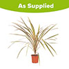 Cordyline Torbay Dazzler