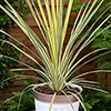 Cordyline Lime Passion Cordyline Lime Passion