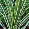 Cordyline Lime Passion Cordyline Lime Passion